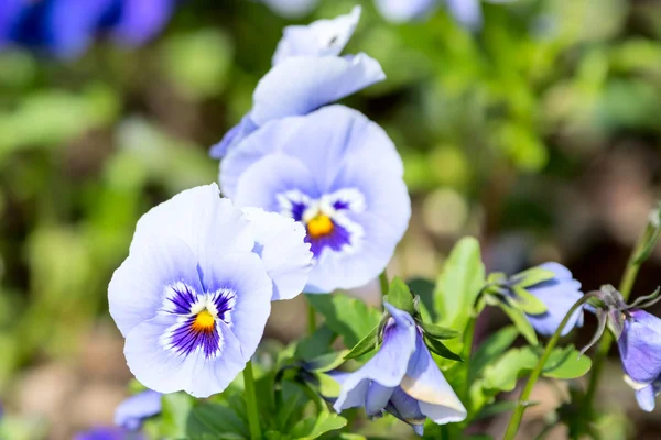 Pansy de jardim — Fotografia de Stock