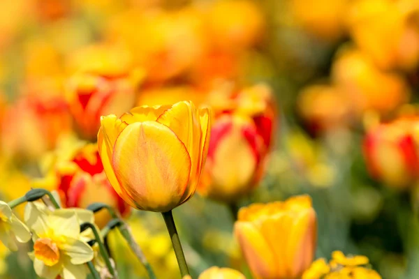 Tulipán (Tulipa) ) —  Fotos de Stock