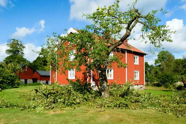 Apfelbaum beschnitten — Stockfoto