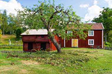 Silinen elma ağacı