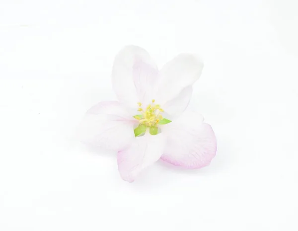 Fleur Rose Sur Fond Blanc — Photo