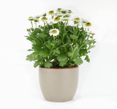 Beyaz arkaplanda izole edilmiş taze yeşil bitki