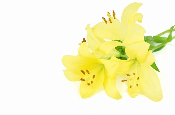 Żółte Lilie Izolowane Białym Tle — Zdjęcie stockowe