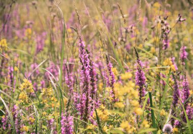 Tarlada lavanta çiçekleri