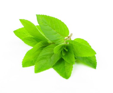 Beyaz arkaplanda izole edilmiş taze nane yaprakları