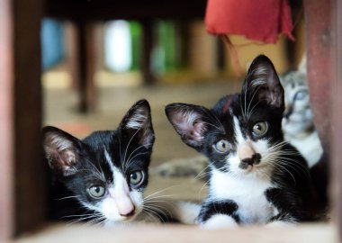 Evde sevimli, komik küçük kedicikler var. 