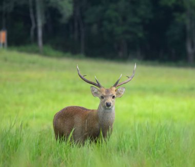Ormandaki çimlerde kırmızı geyik