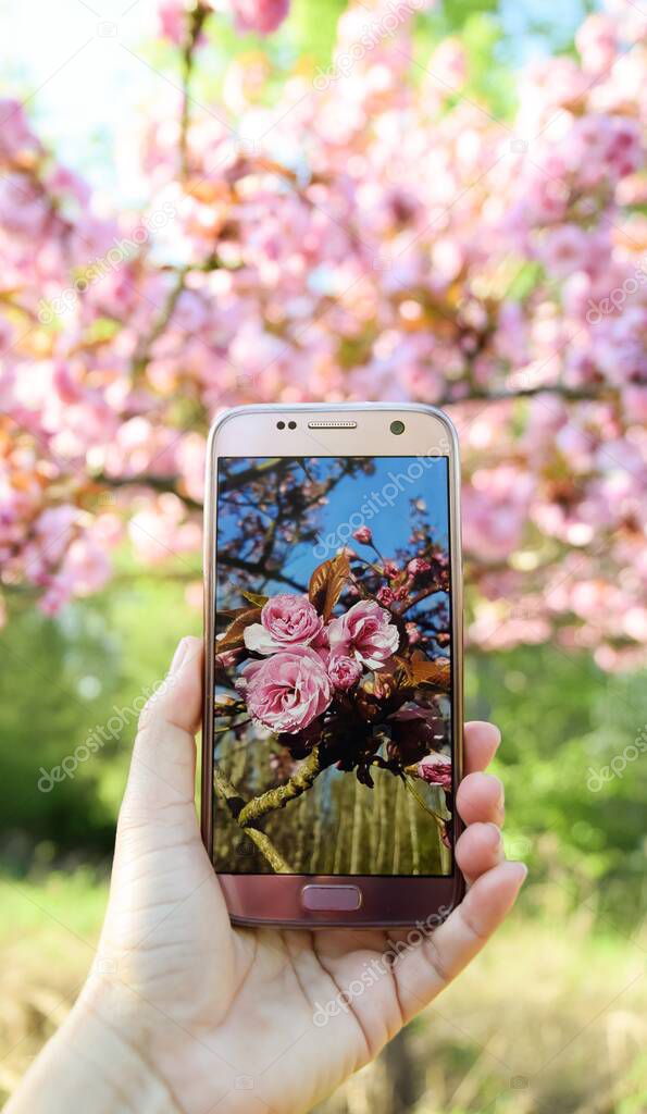 taking picture of pink cherry blossom in spring, close up