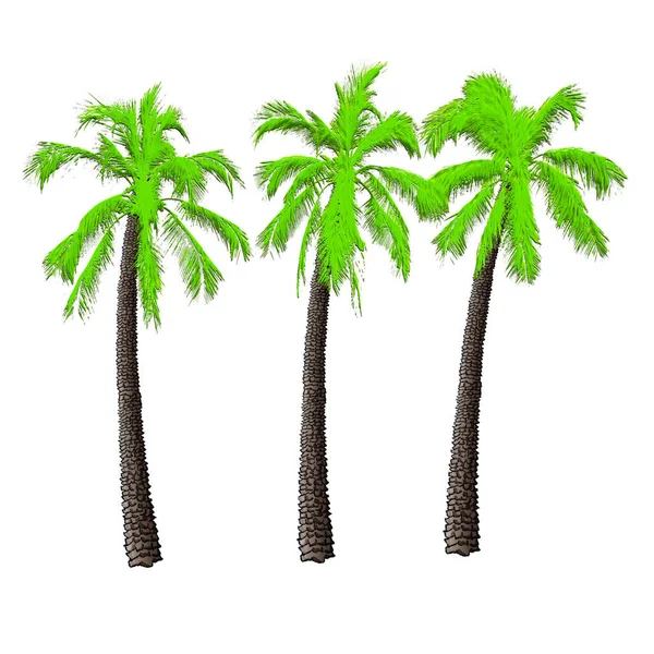 Palme Drei Verschiedenen Sorten Abbildung Auf Weißem Hintergrund — Stockfoto