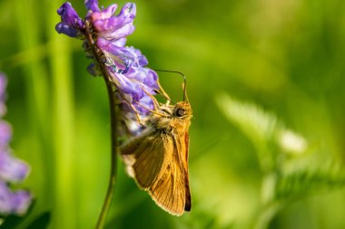 Kelebek, kır çiçeğinden nektar içer. 