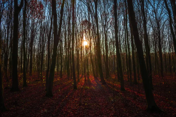 Floresta Outono Contexto Pôr Sol Céu Azul — Fotografia de Stock