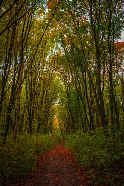 Forststraße Herbstwald — Stockfoto