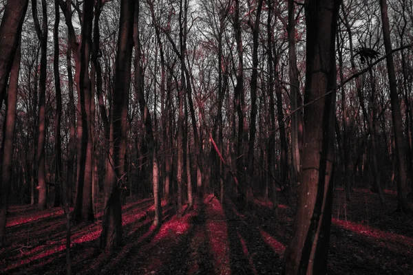 Sonbahar Ormanı Sabah Güneşinde — Stok fotoğraf