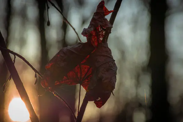 Trockenes Ahornblatt Der Sonne — Stockfoto