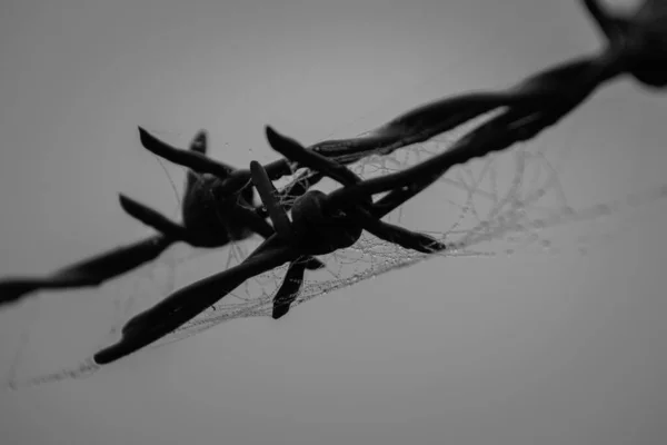 クモの巣と朝露の中の有刺鉄線 — ストック写真