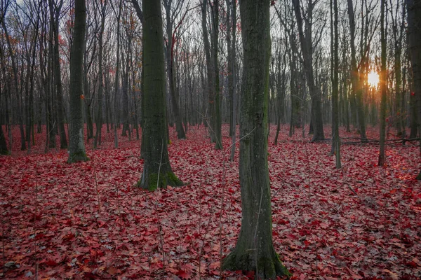 Herbstwald Mit Abgefallenen Blättern Bei Sonnenuntergang — Stockfoto