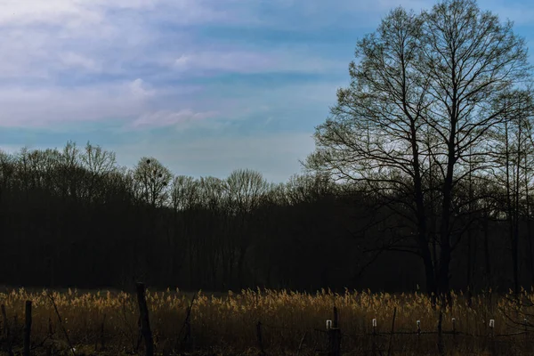 Campo Con Árbol Cerca Del Bosque Por Noche —  Fotos de Stock