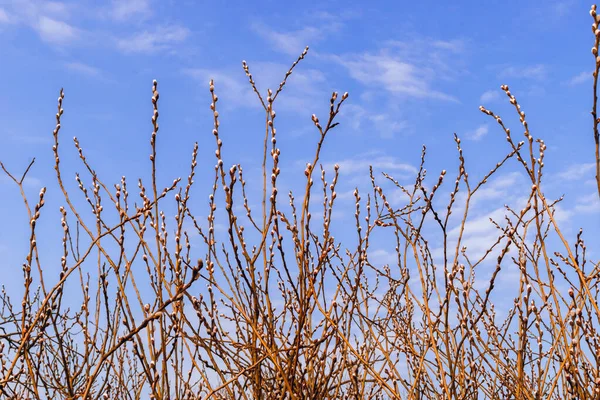 하늘을 배경으로 버드나무 가지들 — 스톡 사진
