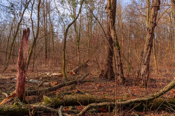 Les Arbres Morts Secs Reposent Sur Sol Dans Forêt — Photo