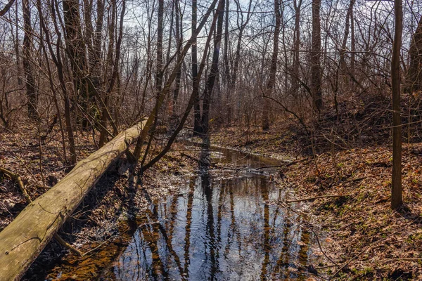 Waldfluss Trockenen Frühlingswald — Stockfoto