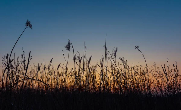 Dry Reeds Background Sunset — Stock Photo, Image
