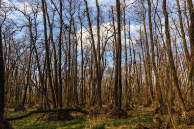 dry trees on a dry forest lake 