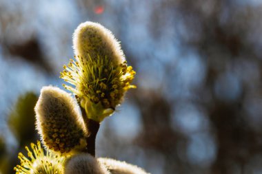 willow flower at close range 