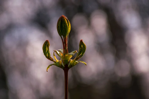 Young Plant Form Trident — Foto Stock