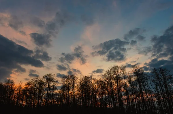 Forest Background Evening Sky Clouds — Fotografia de Stock