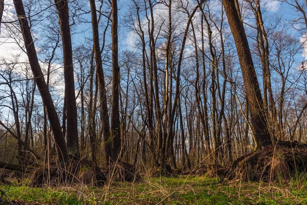 Bottom Dried Forest Lake Trees — Stock Photo, Image