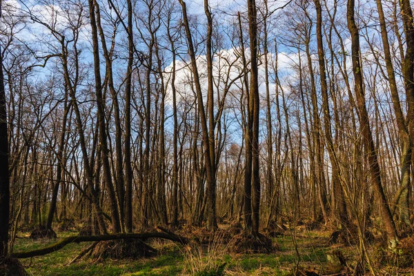 Dry Trees Dry Forest Lake — Stock Photo, Image