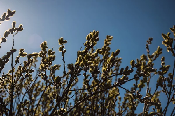 Willow Branches Flowers Sky — Foto Stock