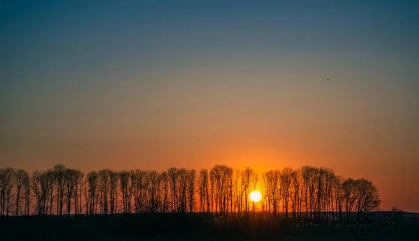 Západ Slunce Mezi Stromy Nad Polem — Stock fotografie