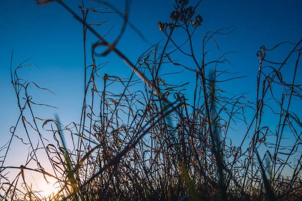 Trockene Wiese Gras Auf Blauem Himmel Hintergrund — Stockfoto