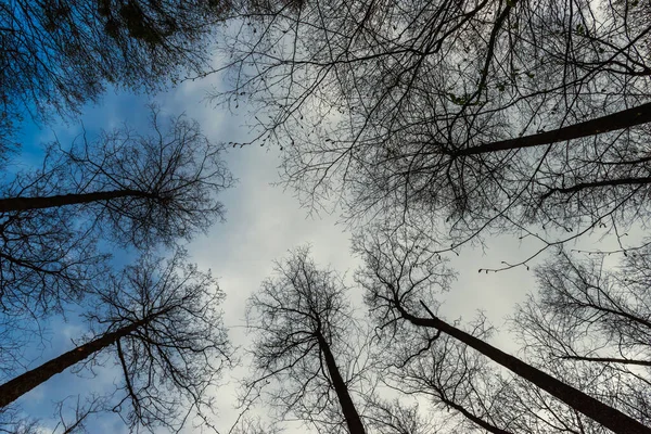 Bäume Wald Gegen Den Himmel Mit Wolken — Stockfoto
