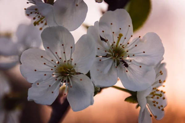 어린 벚꽃 위에 있는 개미 스톡 사진