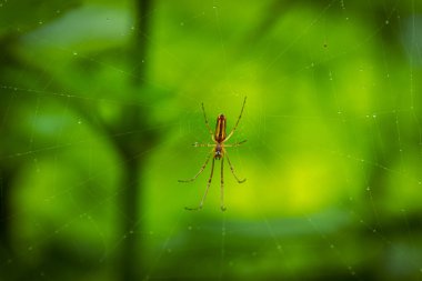 Küçük örümcek ıslak ağda oturuyor. 