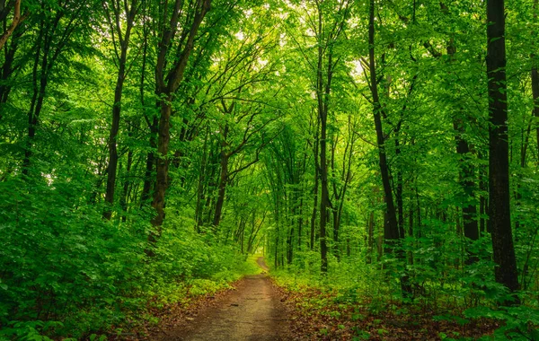 Droga Leśna Wzdłuż Zielonych Drzew — Zdjęcie stockowe
