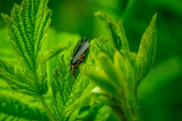 Escarabajo Bomberos Acaba Salir Una Crisálida —  Fotos de Stock