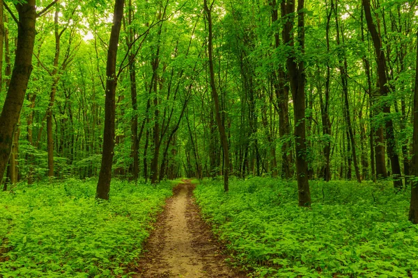 Alte Straße Durch Grünen Wald — Stockfoto