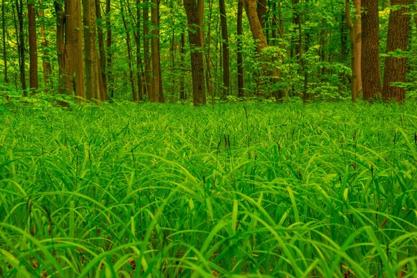 Grünes Gras Auf Einer Waldlichtung Vor Dem Hintergrund Von Bäumen — Stockfoto