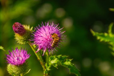 Arı mor dulavrat çiçeğini döller. 