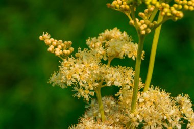 Yeşil bir çayırın arka planında sarı kır çiçekleri 