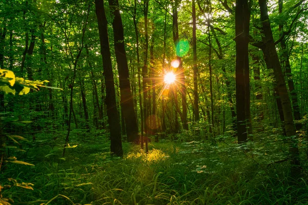Solen Skiner Genom Träden Skogen — Stockfoto