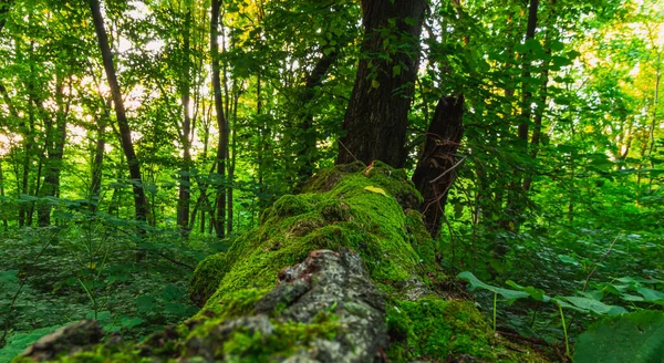 Padlý Kmen Stromu Pokrytý Mechem Lese — Stock fotografie