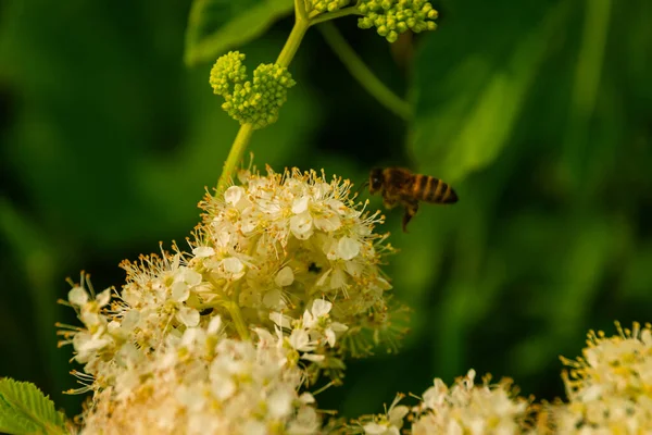 Бджола Летить Дикої Квітки — стокове фото