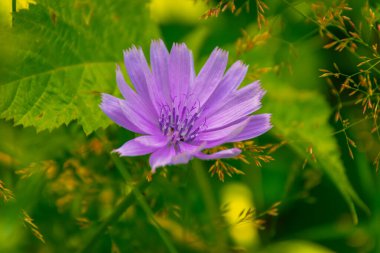 Bahçedeki mor kır çiçeği 