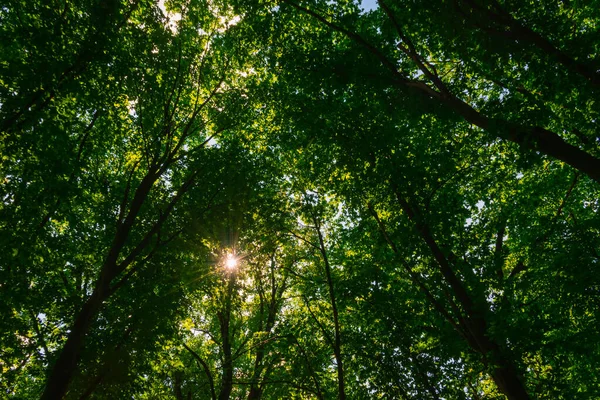 Manhã Sol Através Árvore Coroas Floresta — Fotografia de Stock