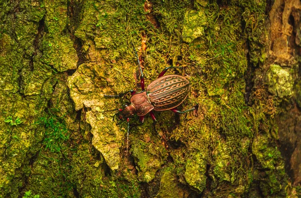 Grondkever Zit Schors Van Een Boom — Stockfoto