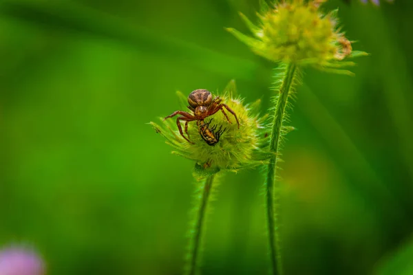 Malý Pavouček Večeří Polní Rostlině — Stock fotografie